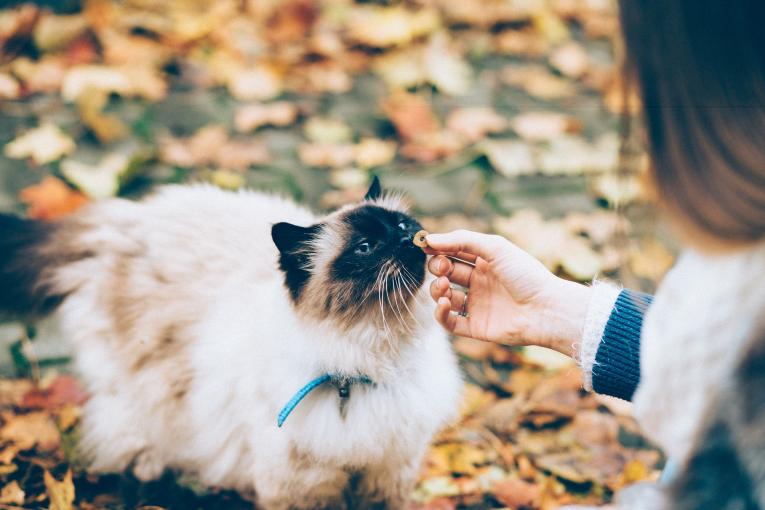 Royal Canin, spécialiste de l