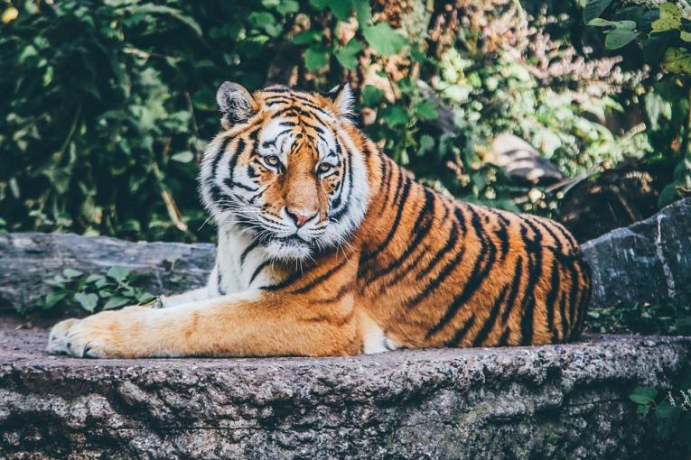 Tigre dans le parc Le Pal