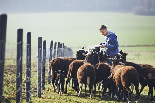 Nutrition animale de la société Sanders