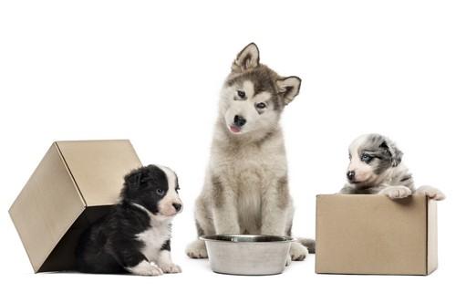 Nutrition pour les animaux nouveau-nés de Newborn Animal Care