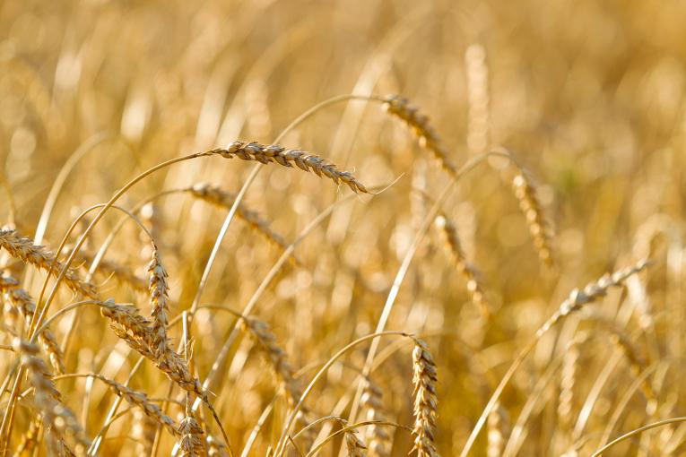 Importation et exportation de grains du groupe BZ