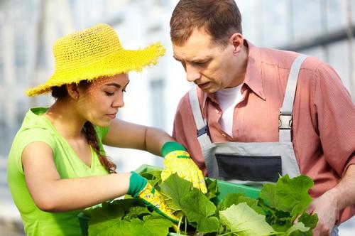Société coopérative agricole, Sevépi