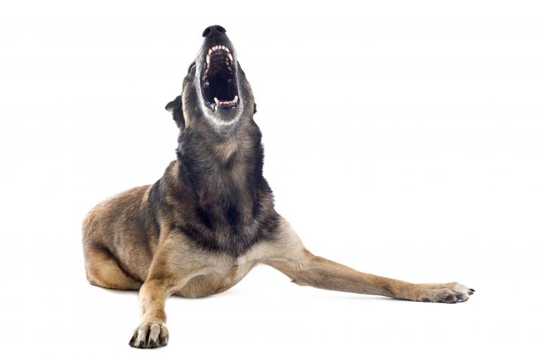 Coordonnées du service des animaux dangereux