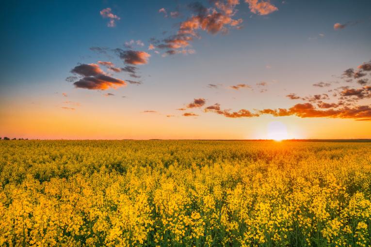 Colza produira du biodiesel avec Diester