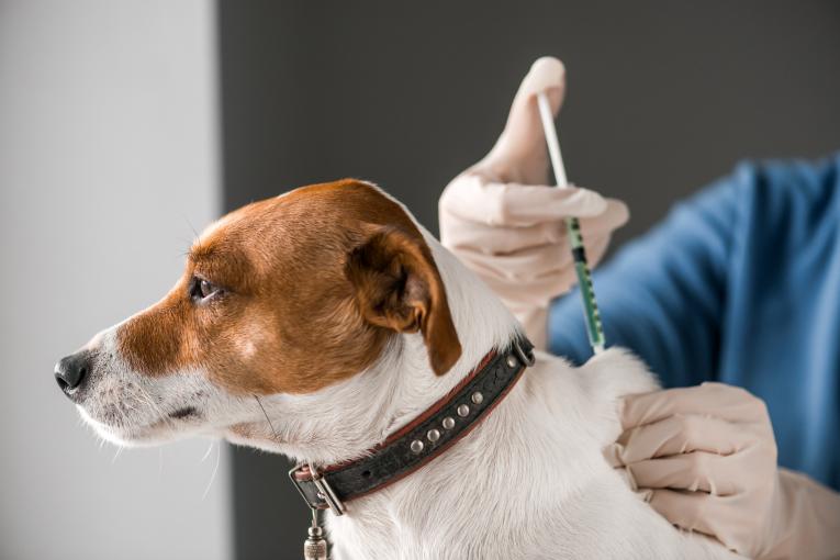 Services pharmaceutiques Virbac pour animaux