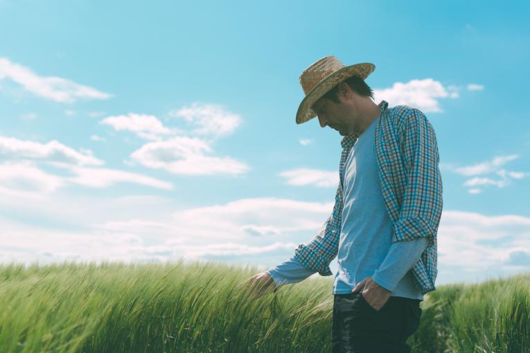 Culture du blé et des céréales de la coopérative Cavac
