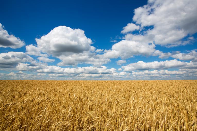 Dijon Céréales, spécialiste de l