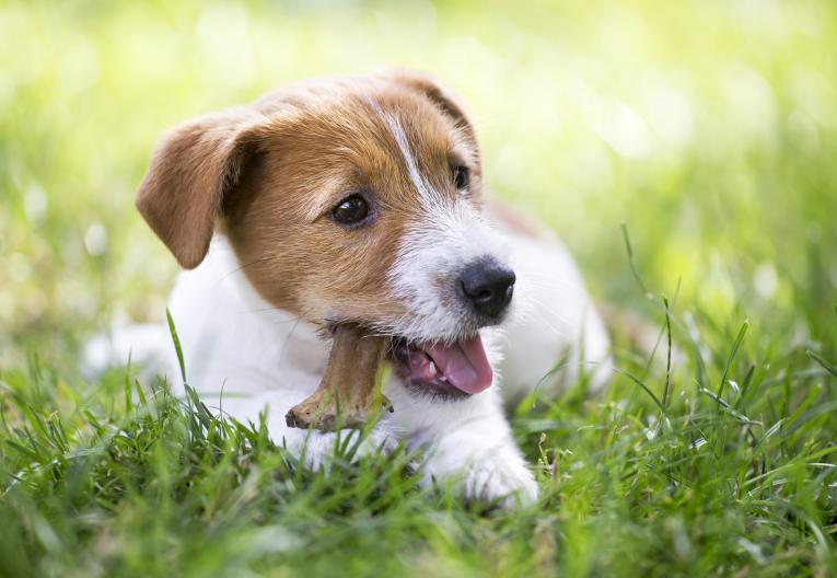 Continentale Nutrition, nutrition animale