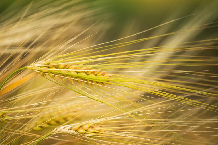 Global Bioenergies, hydrocarbures issus de matières agricoles